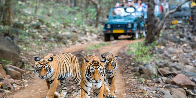 Golden Triangle Tour With Ranthambore